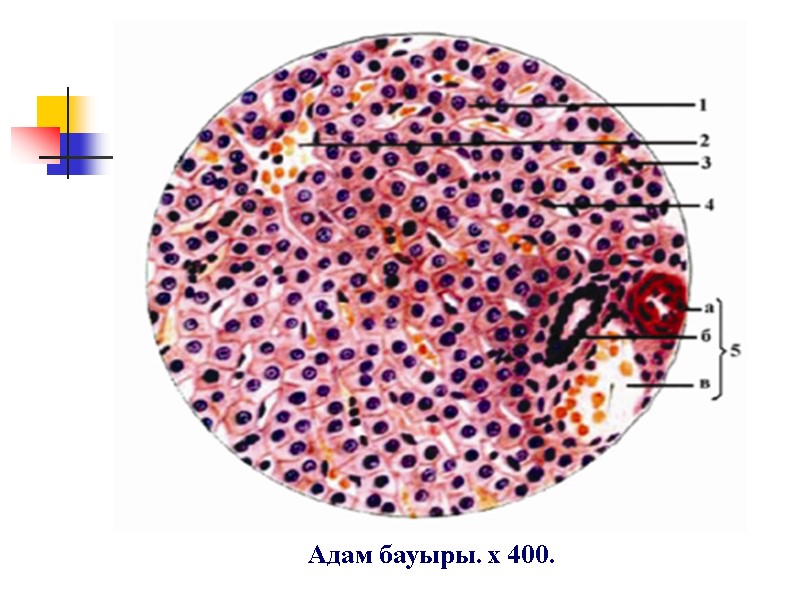 Адам бауыры. х 400.